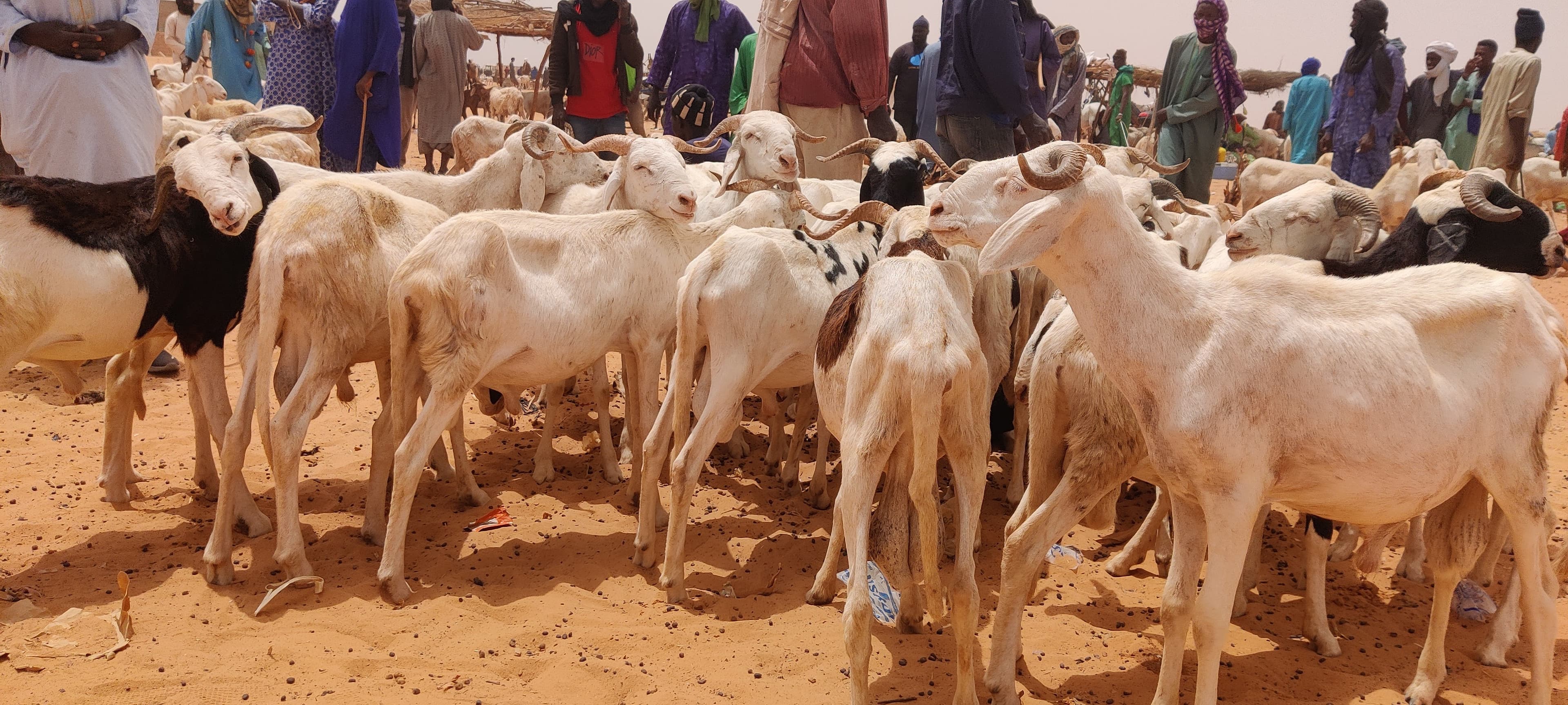Qurbani